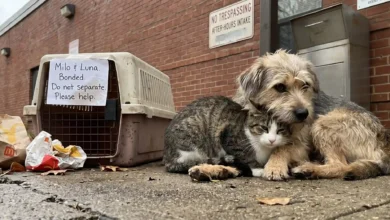 Bonded Pets Dumped Outside Shelter
