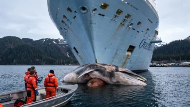 Royal Caribbean Whale