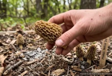 Grow Morel Mushrooms