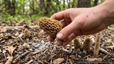Grow Morel Mushrooms